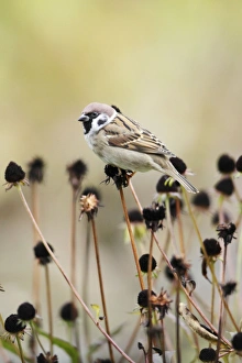 Images Dated 3rd November 2008: Tree Sparrow - feeding on flower seedheads in autumn