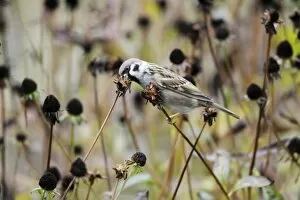 Images Dated 4th November 2008: Tree Sparrow - feeding on flower seedheads in autumn, Lower Saxony, Germany