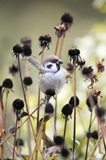 Images Dated 4th November 2008: Tree Sparrow - feeding on flower seedheads in autumn, Lower Saxony, Germany