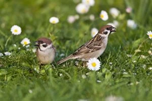 Tree Sparrow - two feeding on lawn in garden