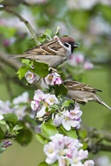 Images Dated 21st April 2011: Tree Sparrow - two feeeding on bird seed dispenser