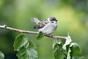 Fledgling Prints: Tree Sparrow - fledgeling perched on branch - Lower Saxony - Germany