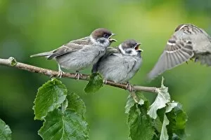 Images Dated 21st June 2010: Tree Sparrow - two fledgelings begging for food from adult - Lower Saxony - Germany