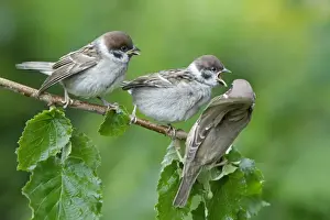 Fledgling Prints: Tree Sparrow - two fledgelings begging for food from adult - Lower Saxony - Germany