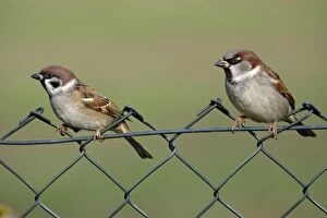 Images Dated 13th November 2005: Tree Sparrow - and House Sparrow on garden fence Lower Saxony, Germany