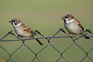 Images Dated 13th November 2005: Tree Sparrow - and House Sparrow on garden fence Lower Saxony, Germany