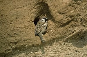 Images Dated 10th February 2011: Tree Sparrow - at nest