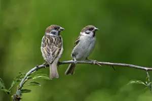Sparrow Prints: Tree Sparrow - pair on branch, Lower Saxony, Germany