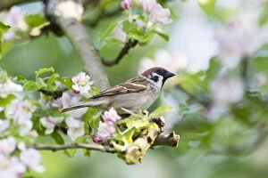 Tree Sparrow - perched amongst apple tree blossom