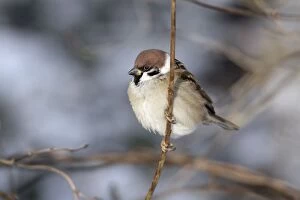 Tree Sparrow - perched on branch in winter