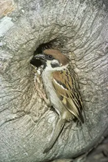Tree Sparrow RTS 481 © Robert T. Smith / ardea. com