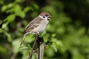 Images Dated 26th May 2007: Tree Sparrow - young bird calling, Lower Saxony, Germany