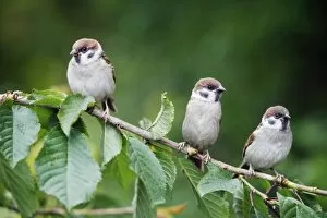 Images Dated 7th June 2009: Tree Sparrows - 3 young birds perched on cherry tree branch