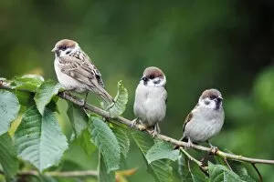 Images Dated 7th June 2009: Tree Sparrows - 3 young birds perched on cherry tree branch
