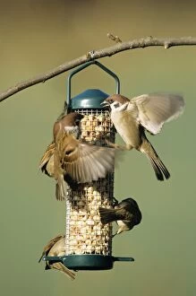 Tree SPARROWS - Adults squabbling at feeding station