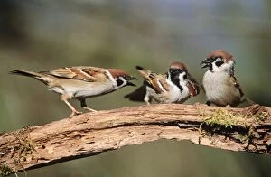 Tree SPARROWS - Adults squabbling over food