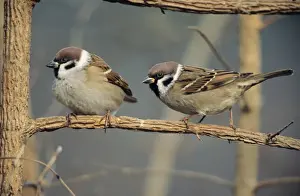 Tree Sparrows - pair resting