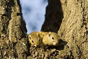 Tree Squirrel - In the evening in a branch fork