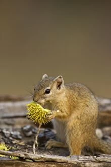 Tree Squirrel - Feeding on the flower of a tree