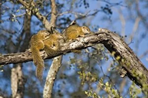 Images Dated 15th July 2010: Tree Squirrels - group basking in early morning sun on tree branch