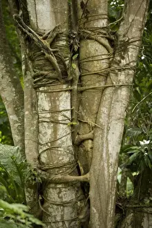 Guatemala Prints: Tree with strangler fig - Rainforest - Guatemala