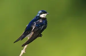 Tree Swallow