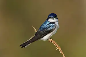 Tree Swallow