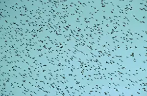 Tree Swallow