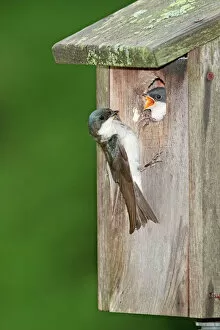 Tree Swallow - adult feeding young at nest box