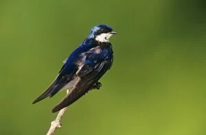 Tree Swallow - on Branch