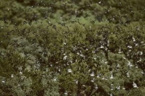 Tree Swallow - Migrating Flock