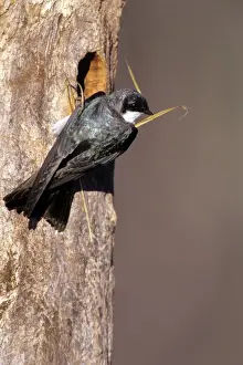 Swallows Prints: Tree Swallow - nestbuilding