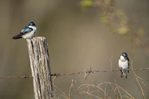 Bicolor Gallery: Tree Swallow - Tachycineta bicolor - Mated pair
