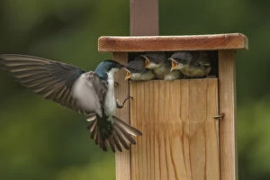 Bicolor Gallery: Tree Swallow - Tachycineta bicolor - At nest box
