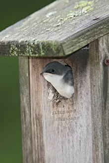 Bicolor Gallery: Tree Swallow - young bird ready to fledge from nest box
