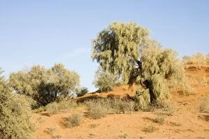 Images Dated 10th May 2008: Tree on typical Kalahari Dune - Kalahari Desert - Kgalagadi National Park - South Africa