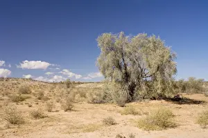 Tree on typical Kalahari Dune - Kalahari Desert - Kgalagadi National Park - South Africa
