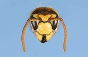 Images Dated 10th August 2006: Tree Wasp Studio shot of head on plain background