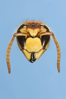 Tree Wasp - studio shot of head on plain background