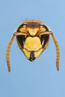 Images Dated 10th August 2006: Tree Wasp Studio shot of head on plain background
