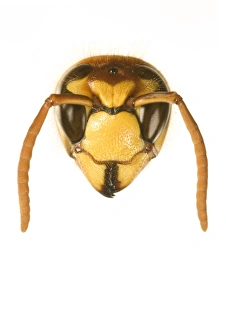 Images Dated 10th August 2006: Tree Wasp Studio shot of head on plain background