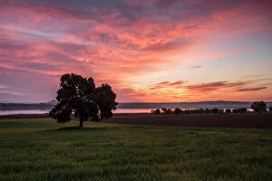 Clouds Gallery: Tree in wheat fields at sunrise