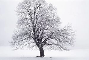 Images Dated 30th June 2008: Tree - in winter snow. Šumava region in the Czech Republic