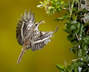 Food In Beak Gallery: Treecreeper - adult in flight with its prey