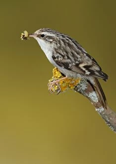Food In Beak Gallery: Treecreeper - adult perched on a branch with its prey