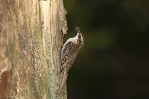 Images Dated 1st May 2007: Treecreeper - with a beak full of insects