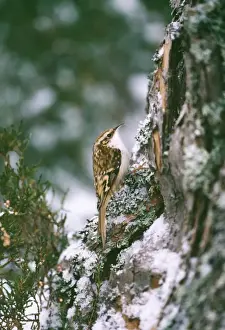 Treecreepers Prints: Treecreeper CK 3770 Certhia familiaris © Chris Knights / ARDEA LONDON