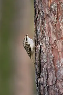 Treecreepers Prints: Treecreeper - Cornwall - UK