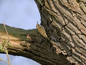 Images Dated 11th March 2010: Treecreeper - with food in its beak - Oxon - UK - April