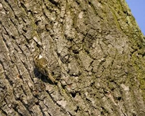 Images Dated 11th March 2010: Treecreeper - on tree - Oxon - UK - April